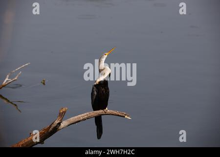 Oriental darter perched by the side of a lake Stock Photo