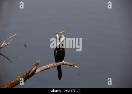 Oriental darter perched by the side of a lake Stock Photo