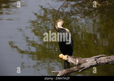 Oriental darter perched by the side of a lake Stock Photo