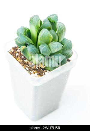korean succulents Korean Assorted Succulent Cutting Set -