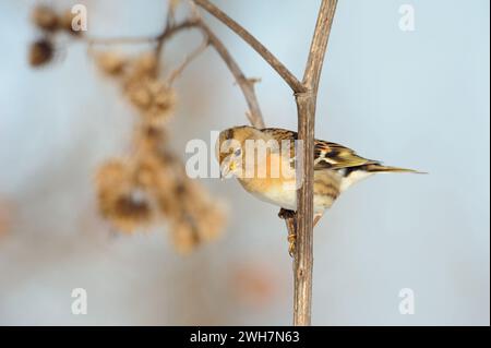 Brambling ( Fringilla montifringilla  ) perched on the stem of a burdock, searching for food, seeds, wildlife, Europe. Stock Photo