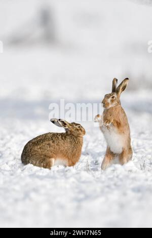 Brown Hare / European Hares ( Lepus europaeus ) in winter, two hares playing, fighting in snow, wildlife, Europe. Stock Photo