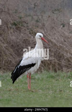 White stork (Ciconia ciconia) on a meadow, Hesse, Germany, Europe Stock ...