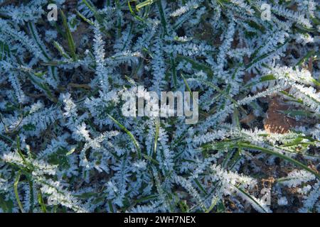 Hoar frost formed on grass leaves after a cold night being gently warmed by bright rays of early morning sunshine, Berkshire, January Stock Photo