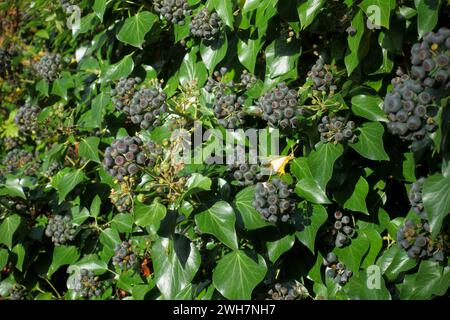 Ivy (Hedera helix) purple fruits ripening in late autumn, useful as late season food for birds and other wildlife, Berkshire, November Stock Photo