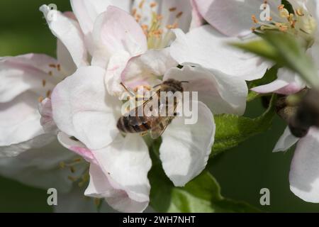 Honey bee (Apis mellifera) foraging on apple blossom with pollen in pollen basket on rear leg, Berkshire, May Stock Photo