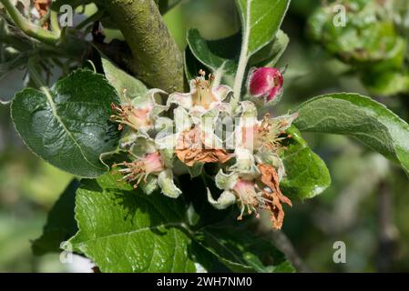 Apple blossom, flowers at "petal fall" with calyx and five sepals around the pollinated anthers and central ovary at fruit set, Berkshire, May Stock Photo