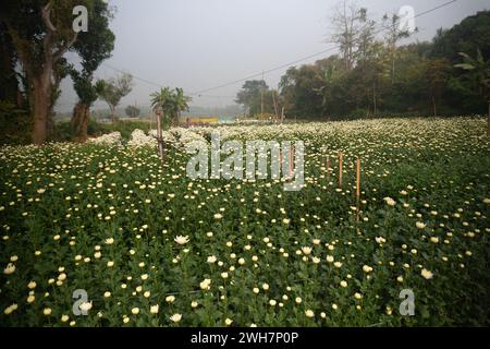 Vast field of budding Chrysanthemums, Chandramalika, Chandramallika, mums , chrysanths, genus Chrysanthemum, family Asteraceae. Winter morning at Vall Stock Photo