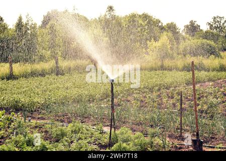 View of the moment of irrigation of the garden. The sprayed water hangs in the air in small drops and falls on the plants. Stock Photo