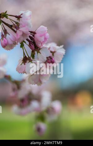 Pink and blue soft blurred flower background, wild cherry blossom (sakura) for spring background .selective focus Stock Photo