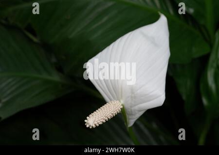 Peace lily at Kew Gardens Stock Photo