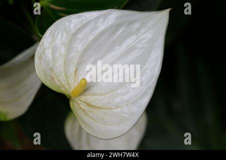 A white Flamingo-lily flower Stock Photo