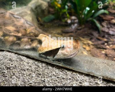 Portrait of a nose-horned viper, which has a large scaly “horn” on the tip of its nose. This is a poisonous snake found in Europe. Stock Photo