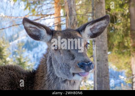 Close-up of a deer's head in snowy scenery Stock Photo