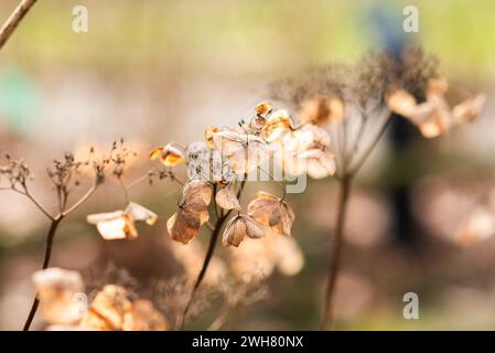 Dried autumn hydrangea flowers in the garden. Stock Photo
