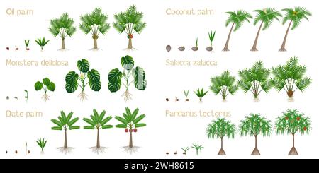 Set of growth cycles of palm trees on a white background. Stock Vector