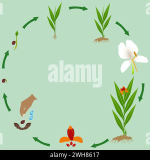 Life cycle of hedychium coronarium ginger plant plant on a white background. Stock Vector