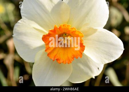 The picture shows white petals of a narcissus flower with an orange center. Stock Photo