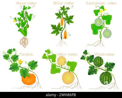 Set of melon plants with roots on a white background. Stock Vector