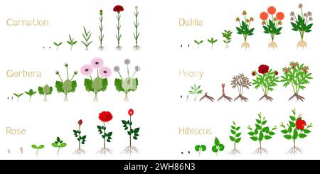 Set of growth cycles of flowers on a white background. Stock Vector