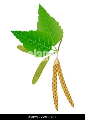 Buds of birch isolated on a white background. Stock Vector