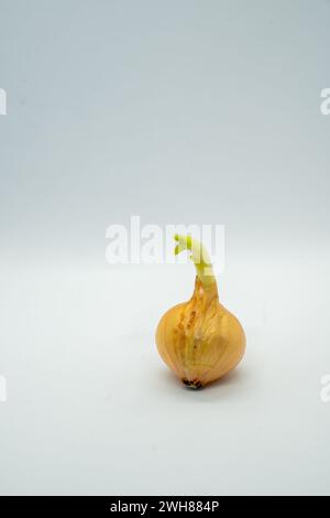Close-up of a solitary onion sprout, revealing the inner stem Stock Photo