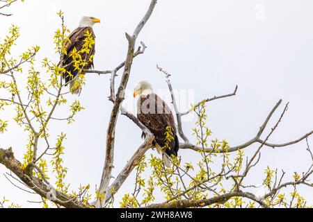 Two Bald Eagles perched in a tree Stock Photo
