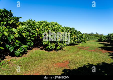 Noni trees in an Organic Noni farm in Kauai, Hawaii, USA. Noni, or Morinda citrifolia, is a tree in the family Rubiaceae, or its fruit. Stock Photo