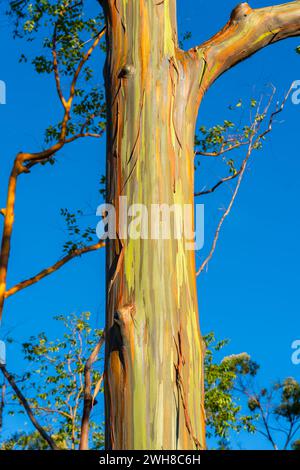 Rainbow Eucalyptus trees at Keahua Arboretum near Kapa'a, Kauai, Hawaii. Rainbow Eucalyptus is a tree of the species Eucalyptus deglupta with striking Stock Photo