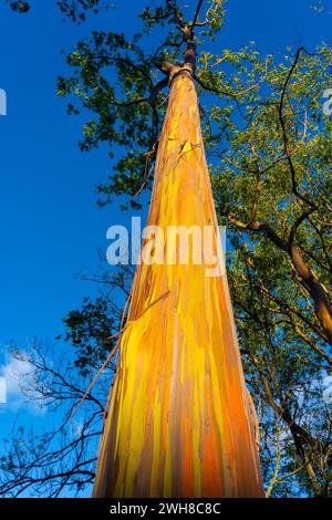 Rainbow Eucalyptus trees at Keahua Arboretum near Kapa'a, Kauai, Hawaii. Rainbow Eucalyptus is a tree of the species Eucalyptus deglupta with striking Stock Photo