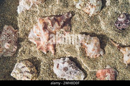 Creative pattern made with various sea shells in water on sandy background. Minimal summer concept. Trendy sumertime vacation composition. Stock Photo