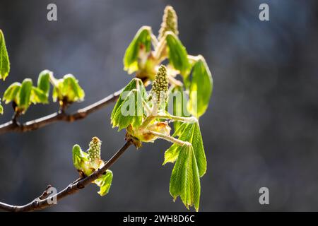 Buds of chestnut tree, Castanea, close-up photo with selective focus Stock Photo
