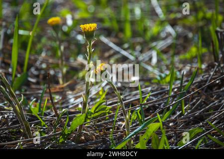 Wild yellow flowers grow on a spring meadow, macro photo with soft selective focus taken on a sunny day. Tussilago farfara commonly known as coltsfoot Stock Photo