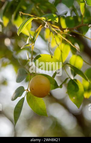 umbu or imbu or umbuzeiro - branch of the umbuzeiro tree with ripe fruit Stock Photo