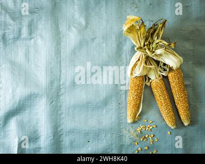 Dried corn on the cobb Stock Photo