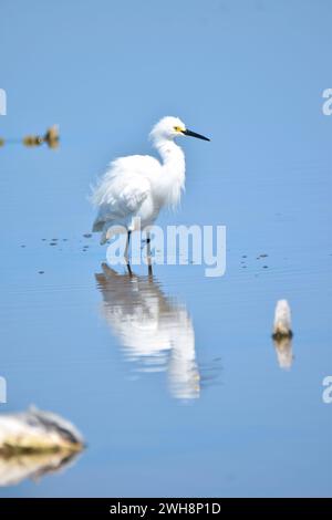 A Snowy egret (Egretta thula) reflected in blue, shallow water in a mangrove in San Pedro, Ambergris Caye, Belize. Stock Photo