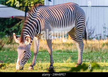 Grevy's zebra, lat Equus grevyi, also known as the imperial zebra eats green grass. Zebra portrait, Detail of head. Wild life animal. Stock Photo