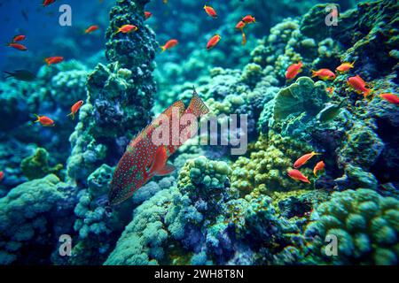 The beauty of the underwater world - Groupers are fish of any of a number of genera in the subfamily Epinephelinae of family Serranidae, in the order Stock Photo