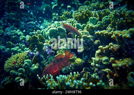 The beauty of the underwater world - Groupers are fish of any of a number of genera in the subfamily Epinephelinae of family Serranidae, in the order Stock Photo