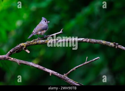 A tufted titmouse perched on a branch in a tree Stock Photo