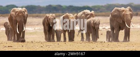 A family herd of African Elephants ( Loxodonta africana) led by a matriarch crossing a dry pan, Amboseli National Reserve, Kenya, East Africa Stock Photo