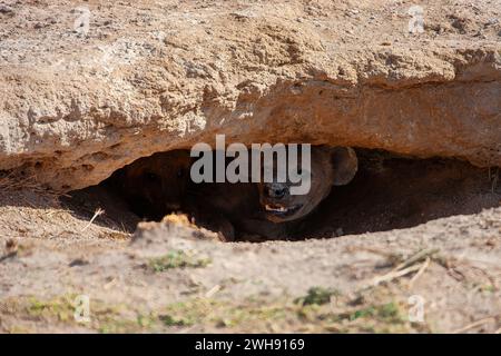 Spotted Hyena (Crocuta crocuta ) looking out from the safety of her underground den, Amboseli National Reserve, Kenya, East Africa Stock Photo