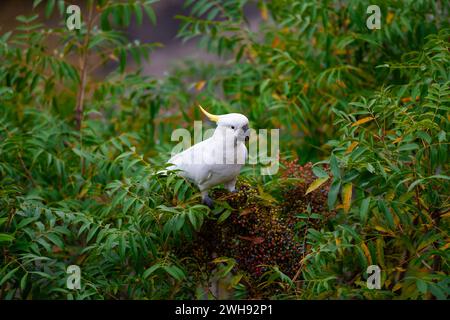 Cockatoo parrot sitting on a green tree branch in Australia. Sulphur-crested Cacatua galerita. Big white and yellow cockatoo with nature green backgro Stock Photo