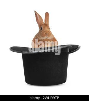 Cute rabbit in top hat on white background. Magician trick Stock Photo