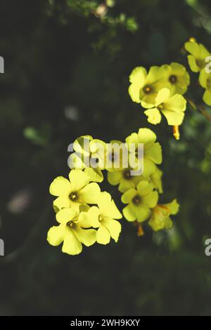 Yellow wild flowers from Oxalis Stricta weed also known as Yellow Woodsorrel, Sourgrass, Sheep weed, and Pickleweed in a vintage style edit Stock Photo