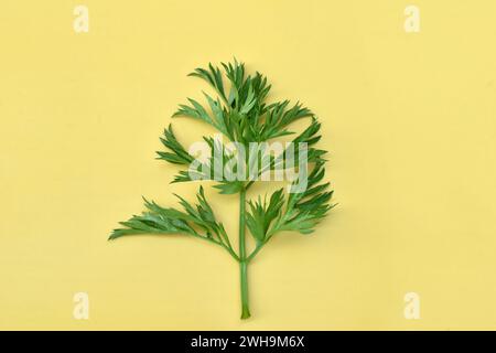 One of the leaves of green carrot tops lies on a yellow background. Stock Photo