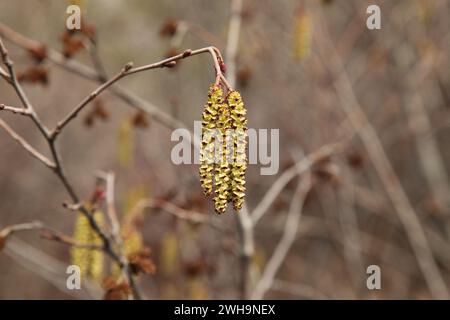Alder (Alnus) flower catkins in Beartooth Mountains, Montana Stock Photo
