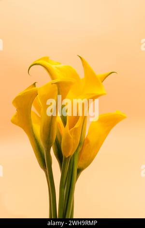 Beautiful Yellow Zantedeschia Flower, Calla Lily Or Arum Lily Lovely Bouquet On Yellow Peach Background. Vertical Plane. Stock Photo