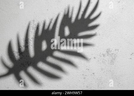 This image captures the silhouetted shadow of a fern leaf projected on a bumpy white surface, showcasing the interplay of light and texture. Stock Photo