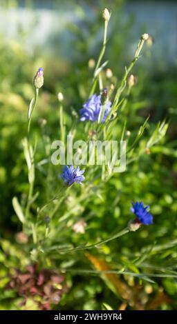 Centaurea cyanus, commonly known as cornflower or bachelor's button Stock Photo